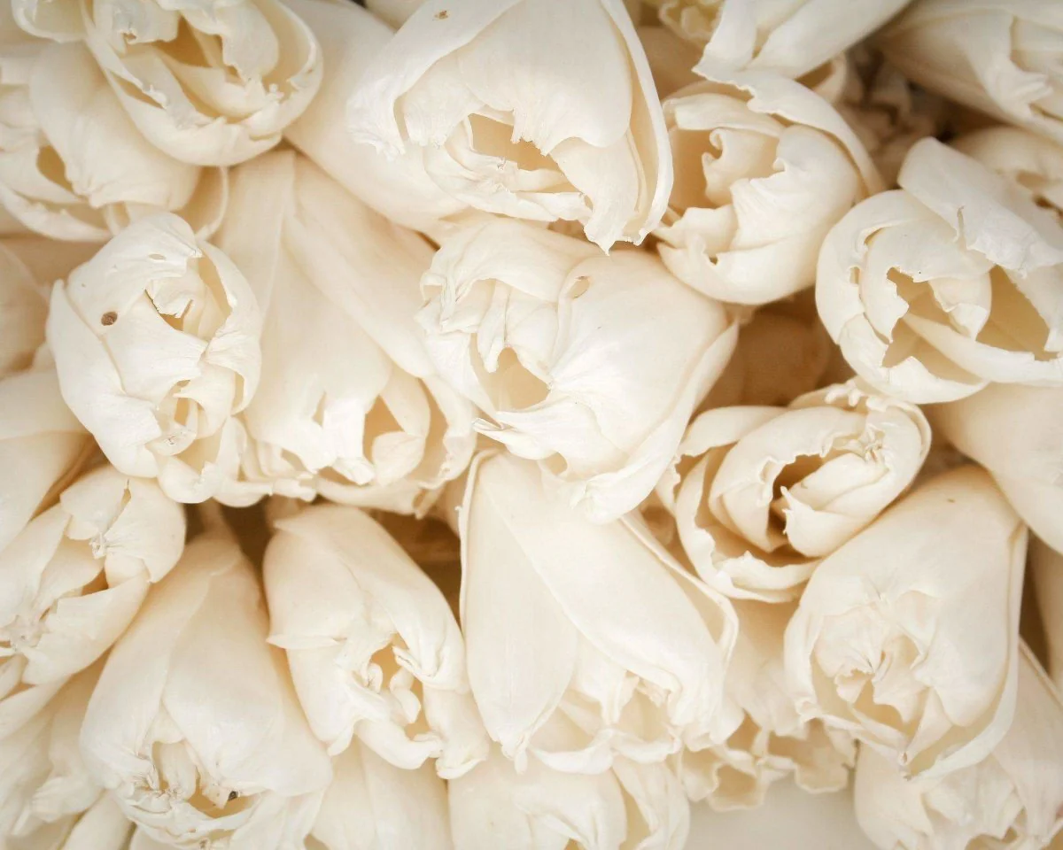3" Precious Tulip - 50 Pack - Image 2