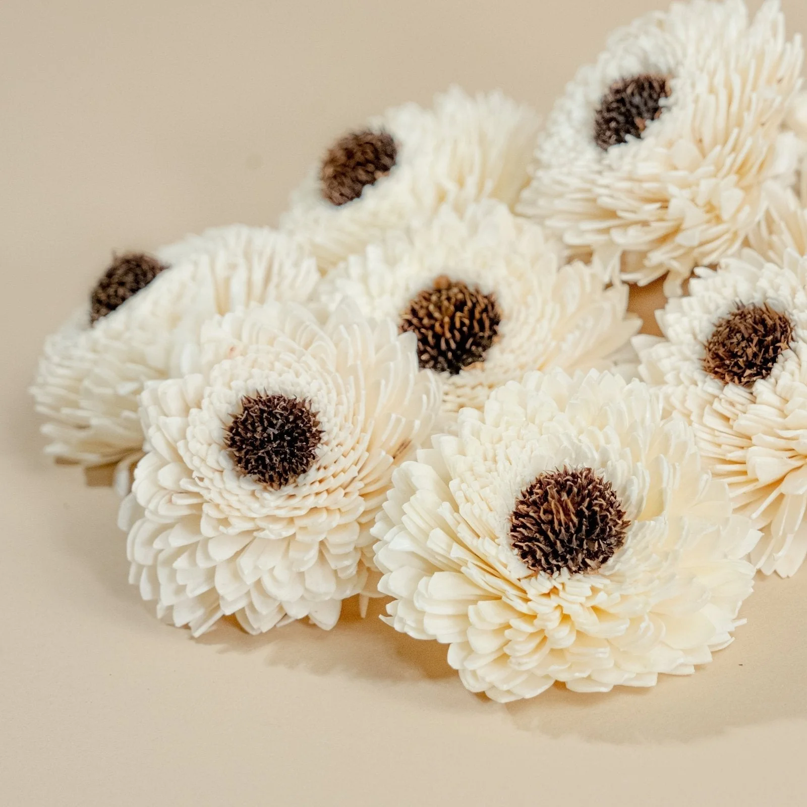 3" Sun Zinnia (10 Pack) - Image 3