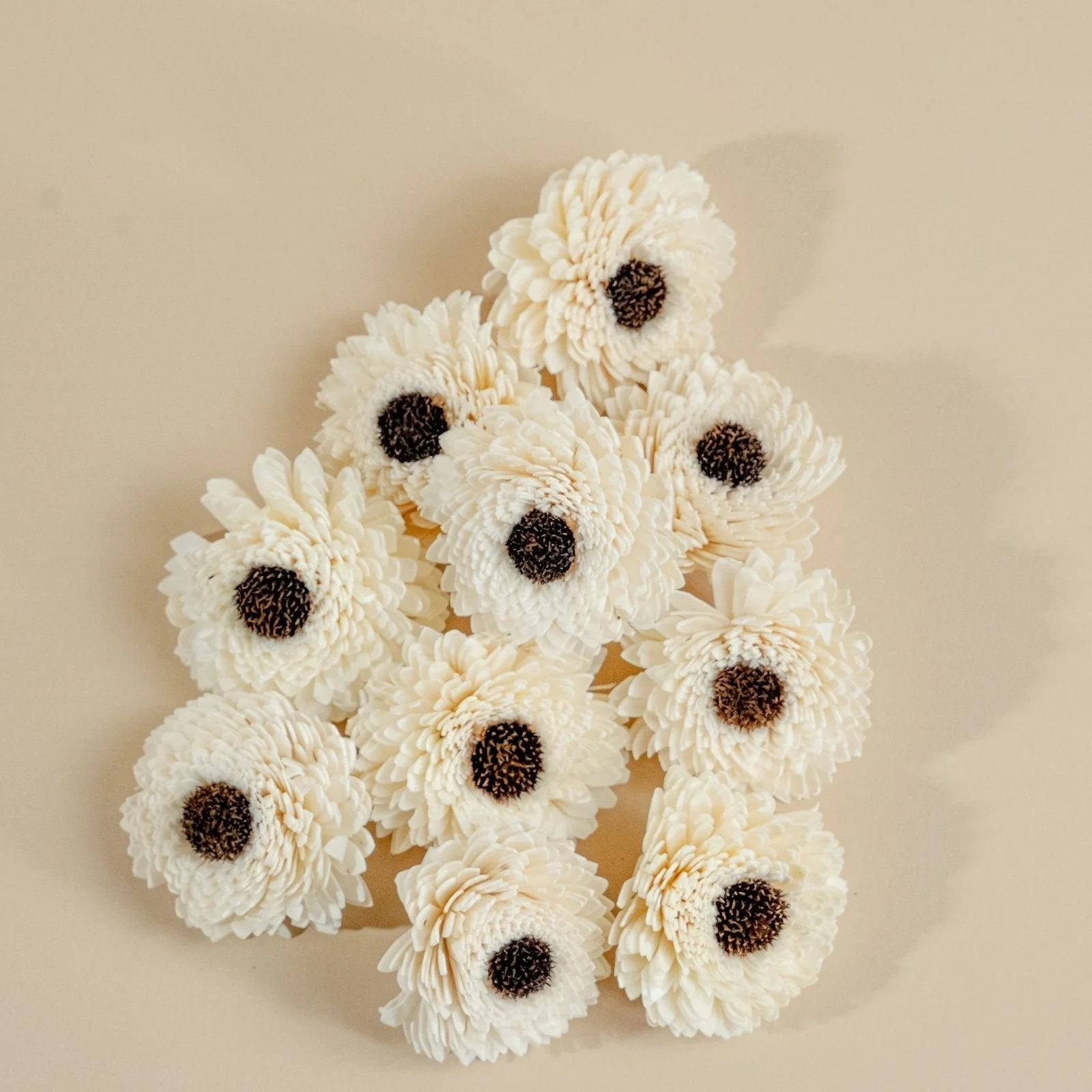 3" Sun Zinnia (10 Pack) - Image 4