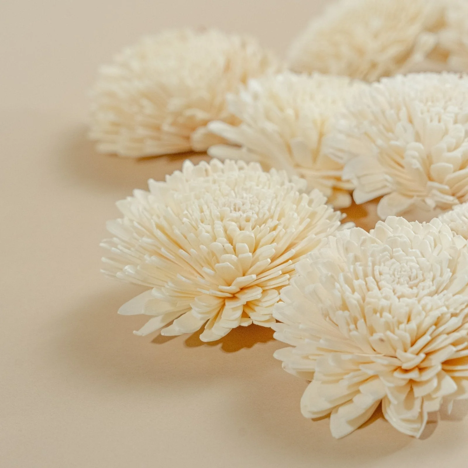 3" Wild Zinnia (10 pack) - Image 3