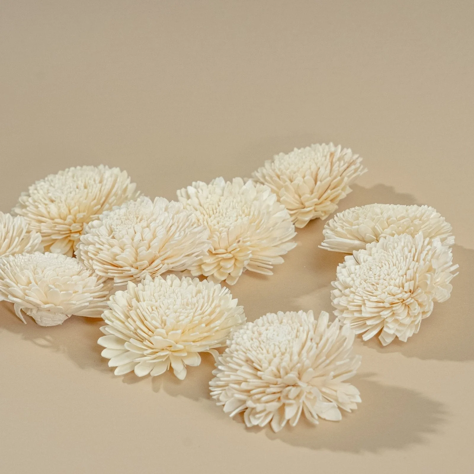 3" Wild Zinnia (10 pack) - Image 4