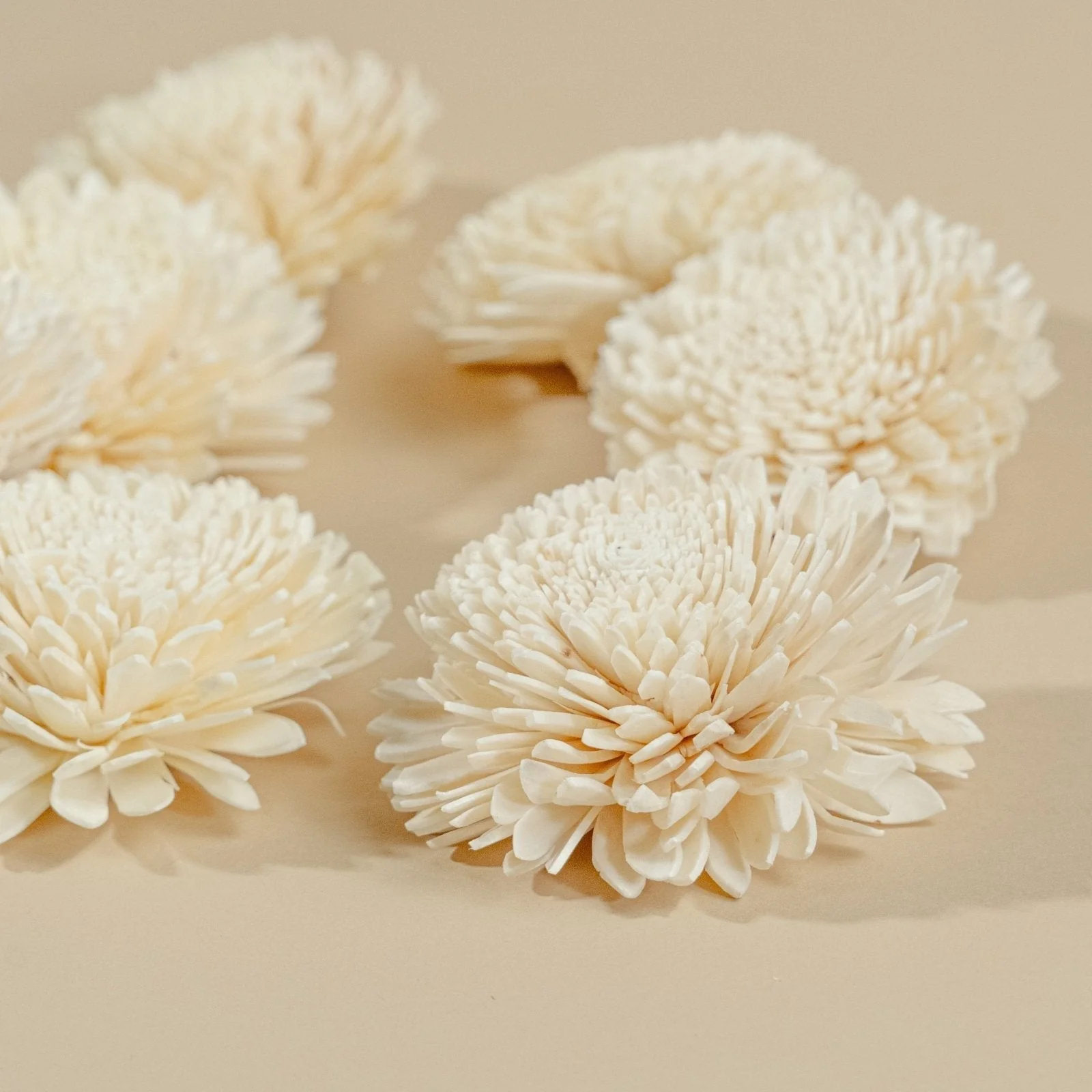 3" Wild Zinnia (10 pack) - Image 6