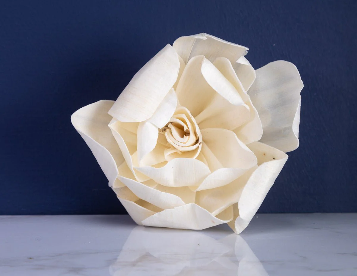 4" Aimee Gardenia (10 Pack) - Image 3