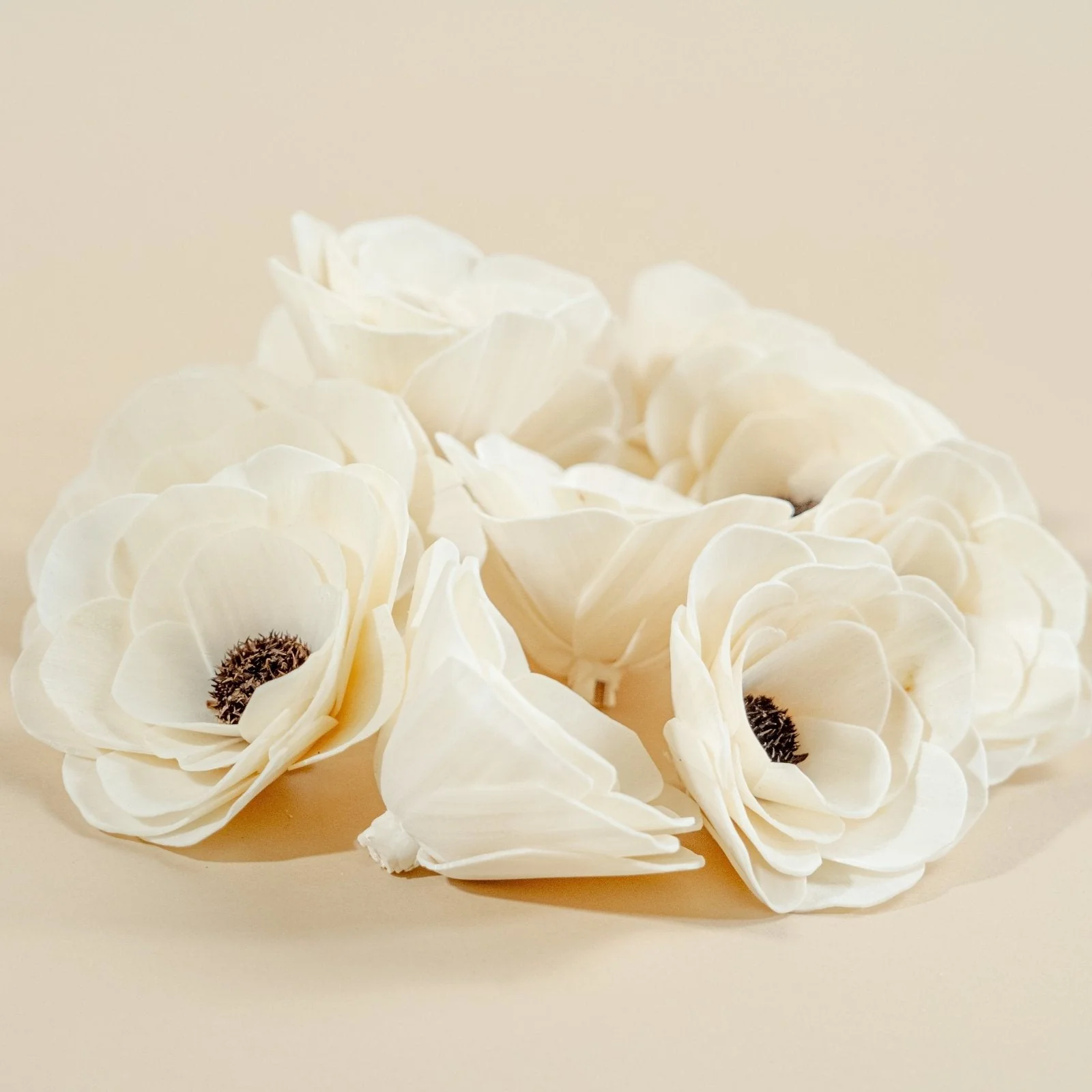 4" Anemone (10 Pack) - Image 5