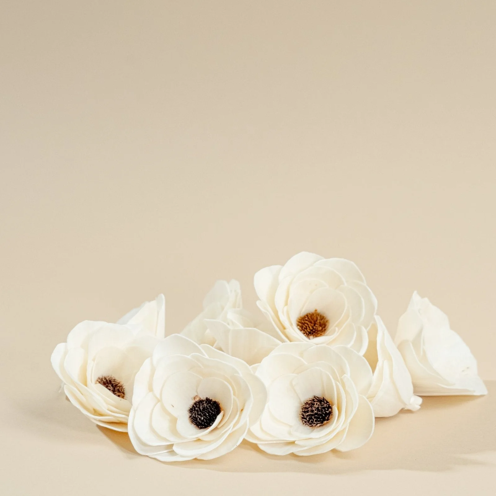 4" Anemone (10 Pack) - Image 6