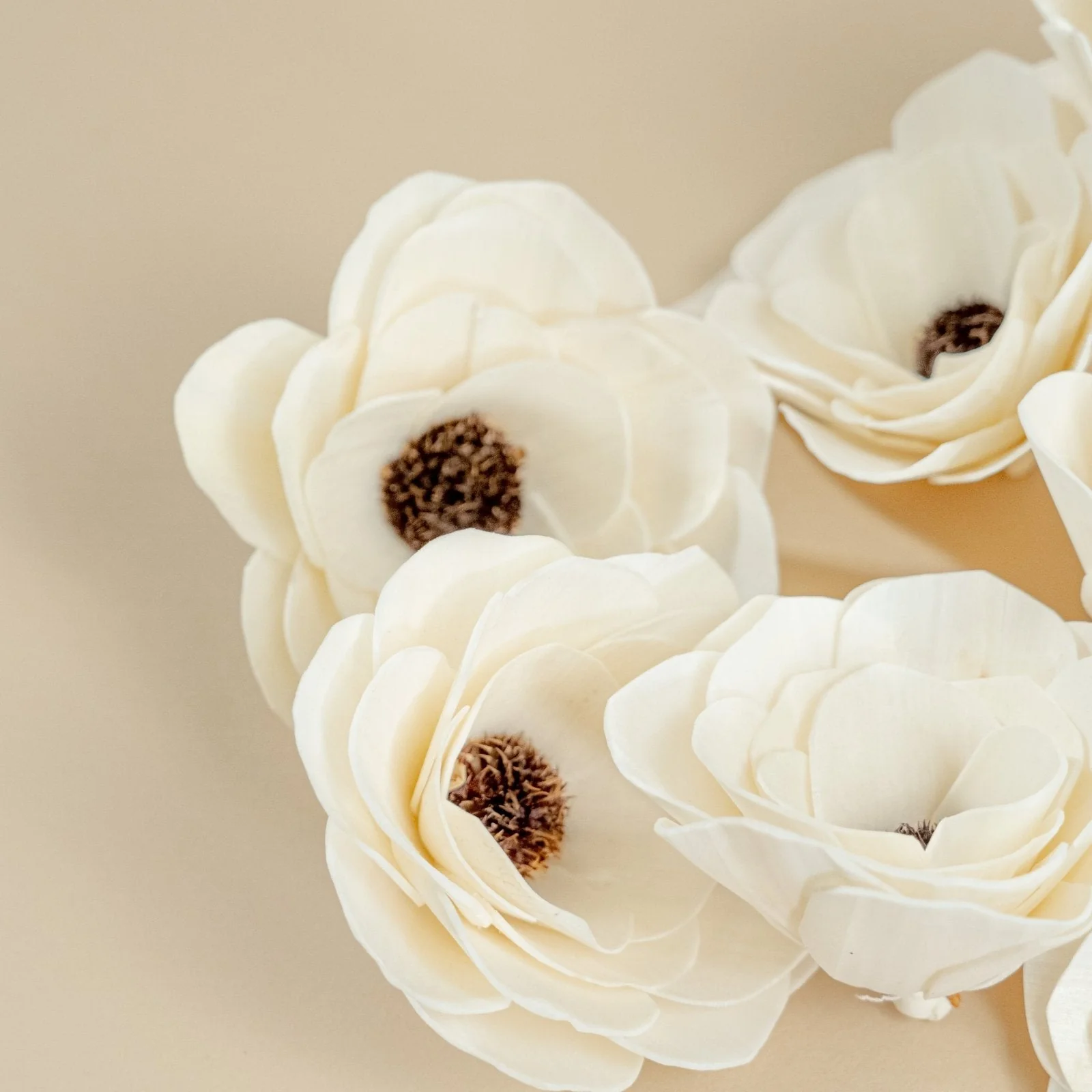 4" Anemone (10 Pack) - Image 7