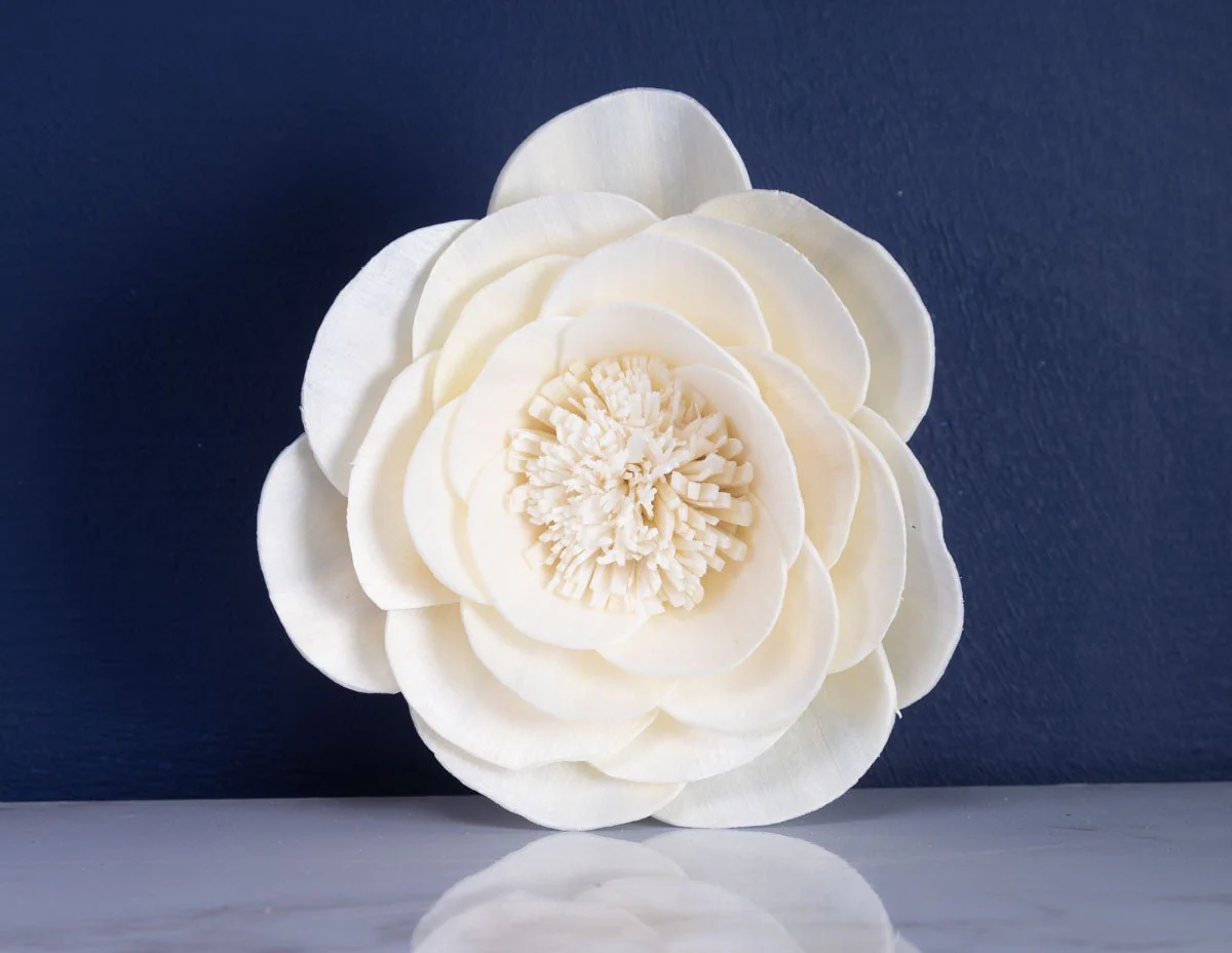 4" Buckeye Belle Peony (10 Pack) - Image 3
