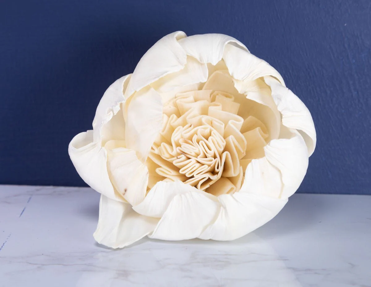 4" Darla (10 Pack) - Image 3