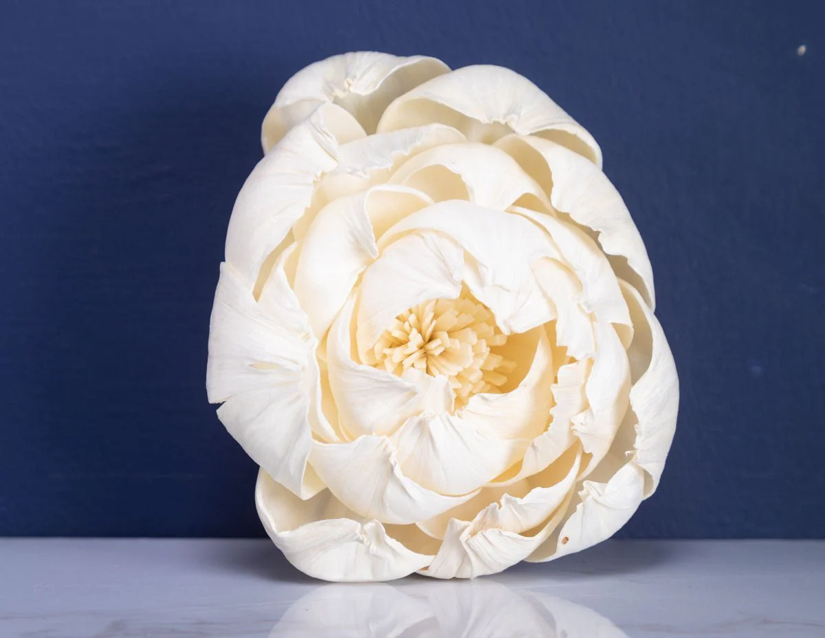 4" Fresia (10 Pack) - Image 3