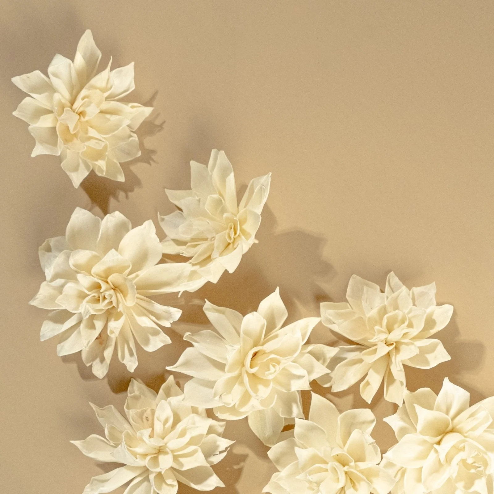 4" Labyrinth Dahlia (10 Pack) - Image 3