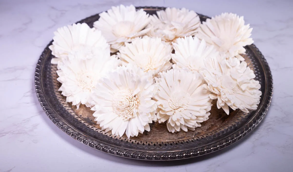 4" Oxeye Daisy (10 Pack) - Image 3