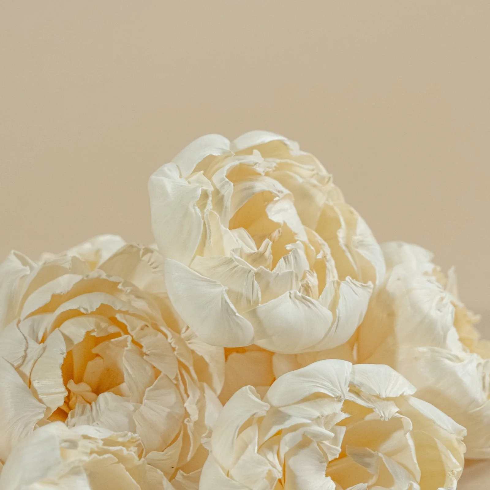 4" Peony (10 Pack) - Image 3