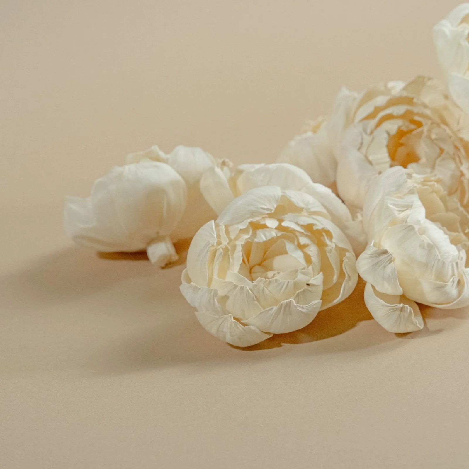 4" Peony (10 Pack) - Image 5