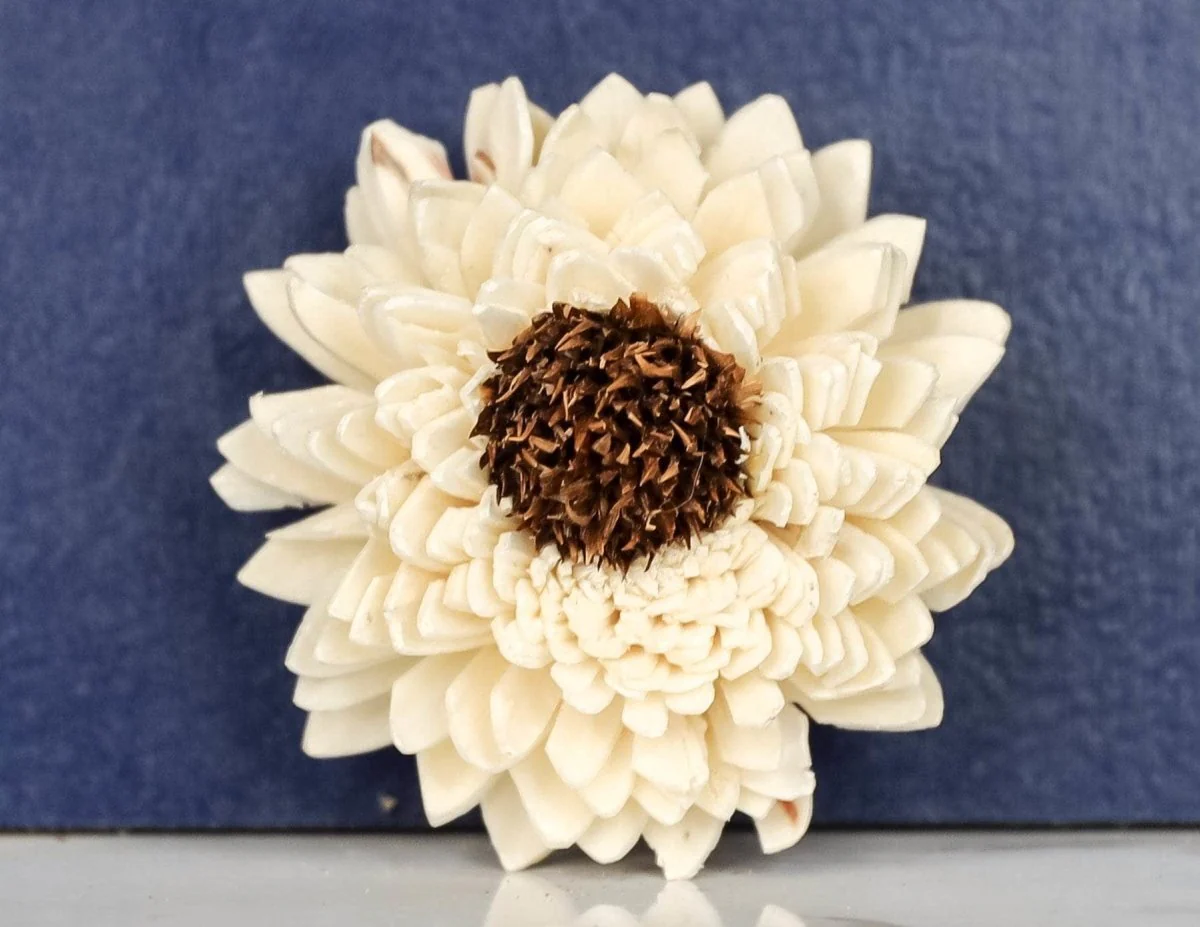 4" Sun Zinnia (10 Pack) - Image 2