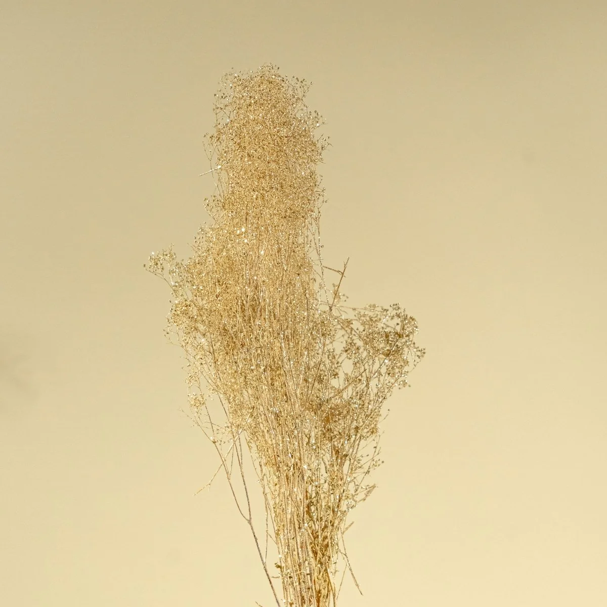 Baby's Breath (Champagne) - Image 4