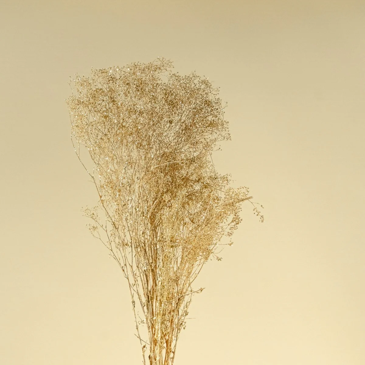 Baby's Breath (Champagne) - Sample - Image 3