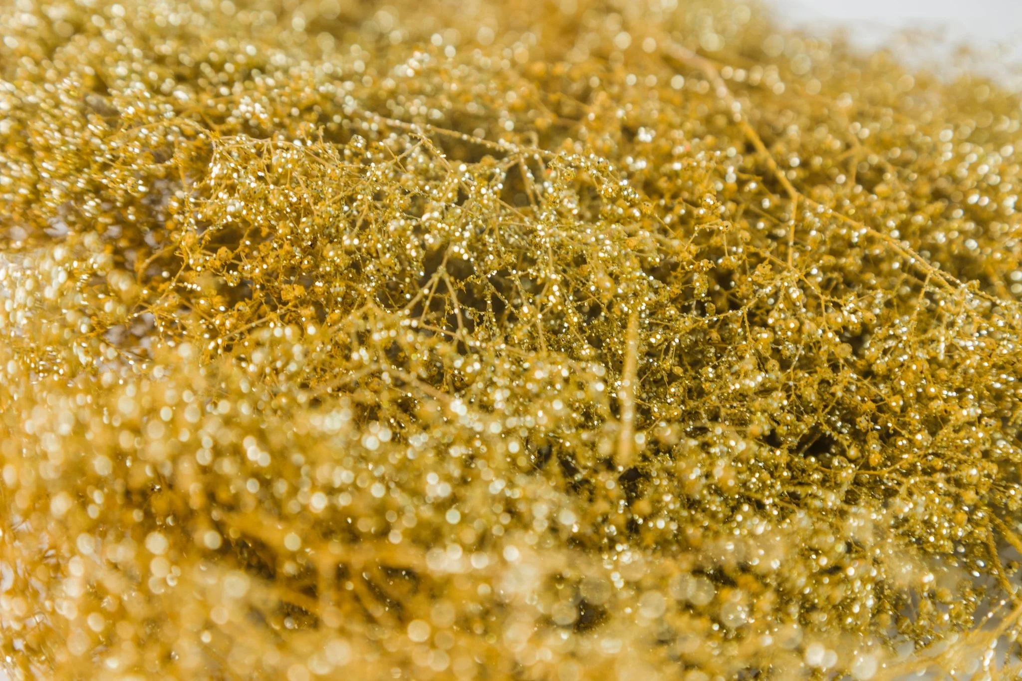 Baby's Breath - Gold Sparkle - Image 3