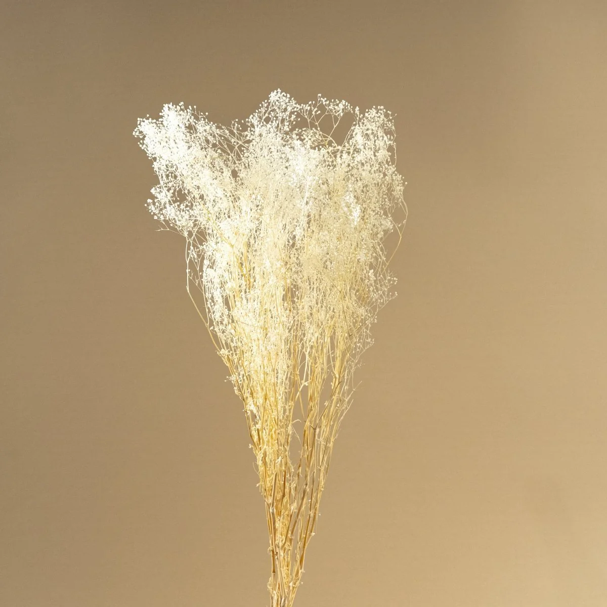 Baby's Breath (White) - Sample - Image 3