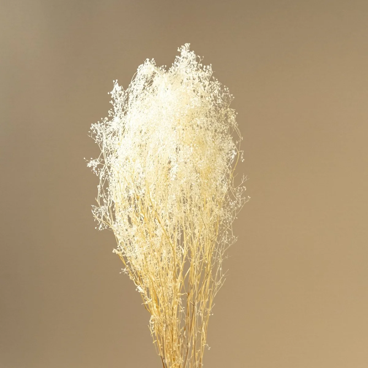 Baby's Breath (White) - Sample - Image 4