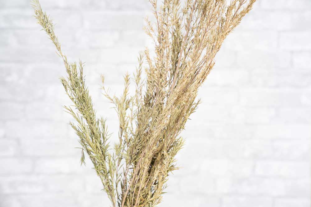 Bottle Brush - Image 4