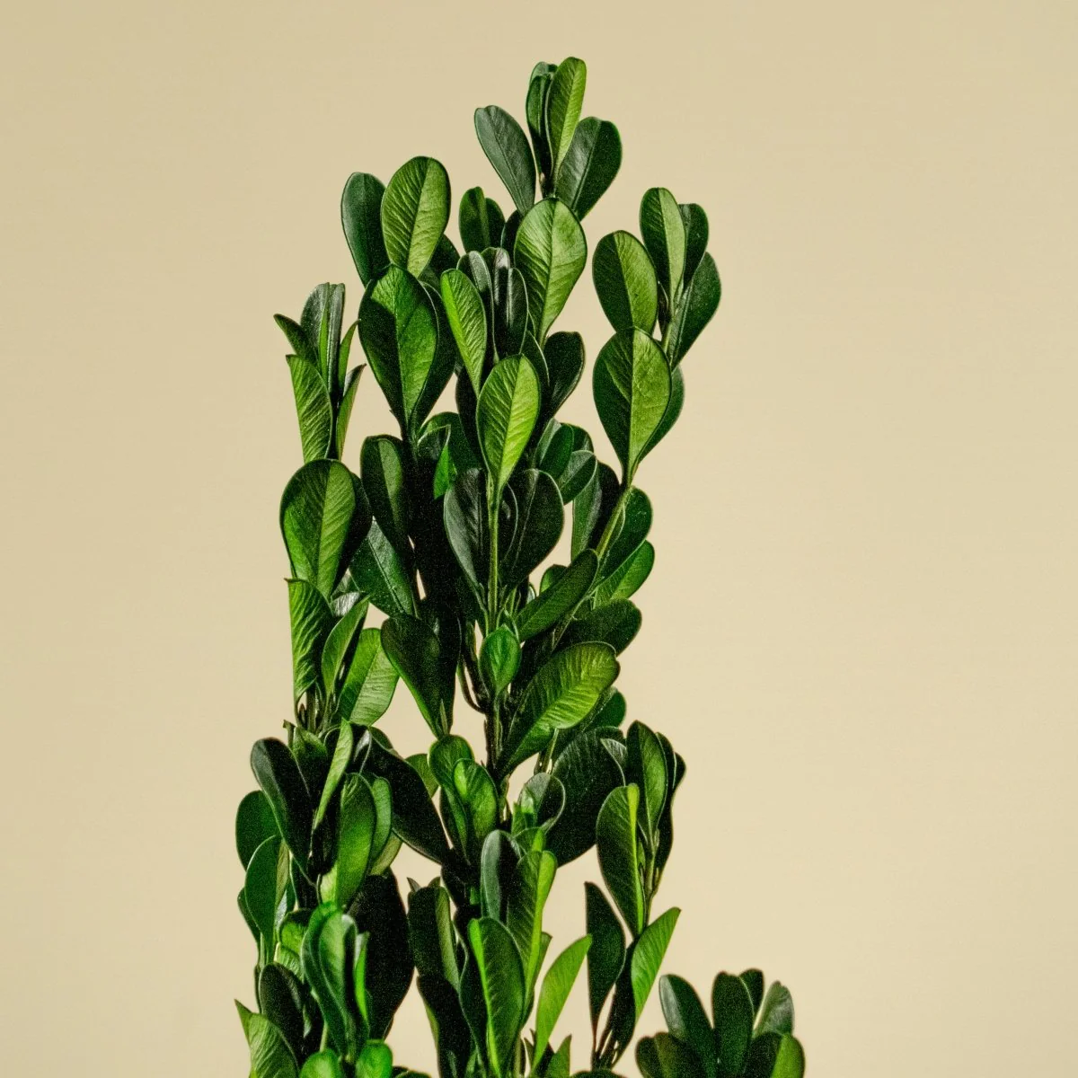 Boxwood Greenery - Image 3
