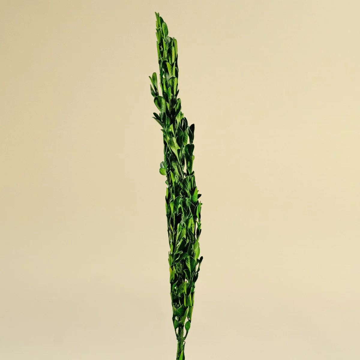 Boxwood Greenery - Image 4