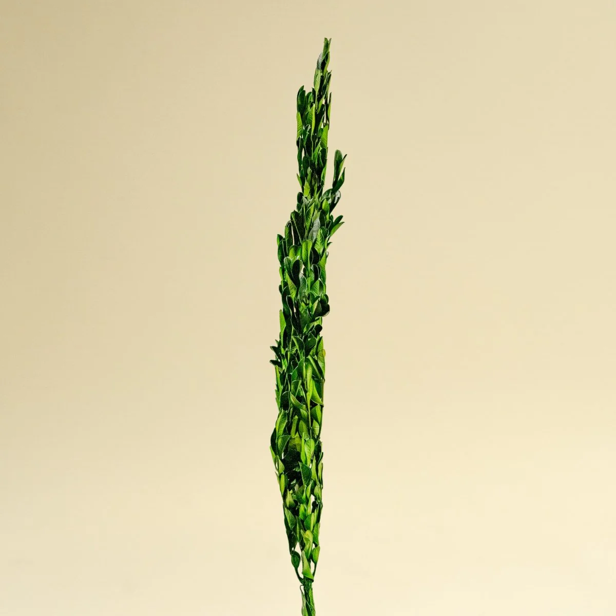 Boxwood Greenery - Image 5