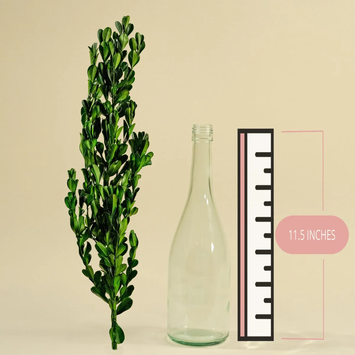Boxwood Greenery - Sample - Image 2
