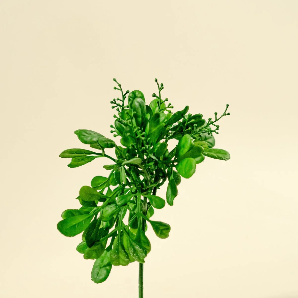 Boxwood Pick - Image 3