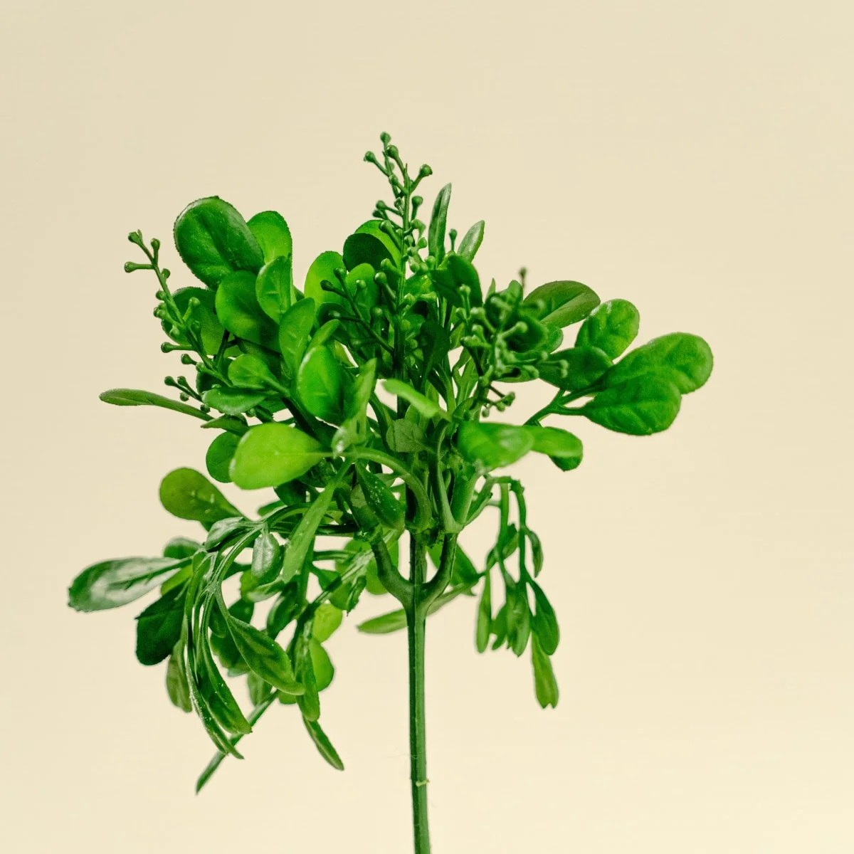 Boxwood Pick - Image 4