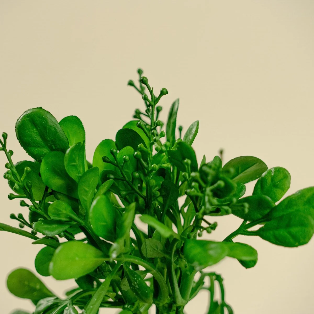 Boxwood Pick - Image 5