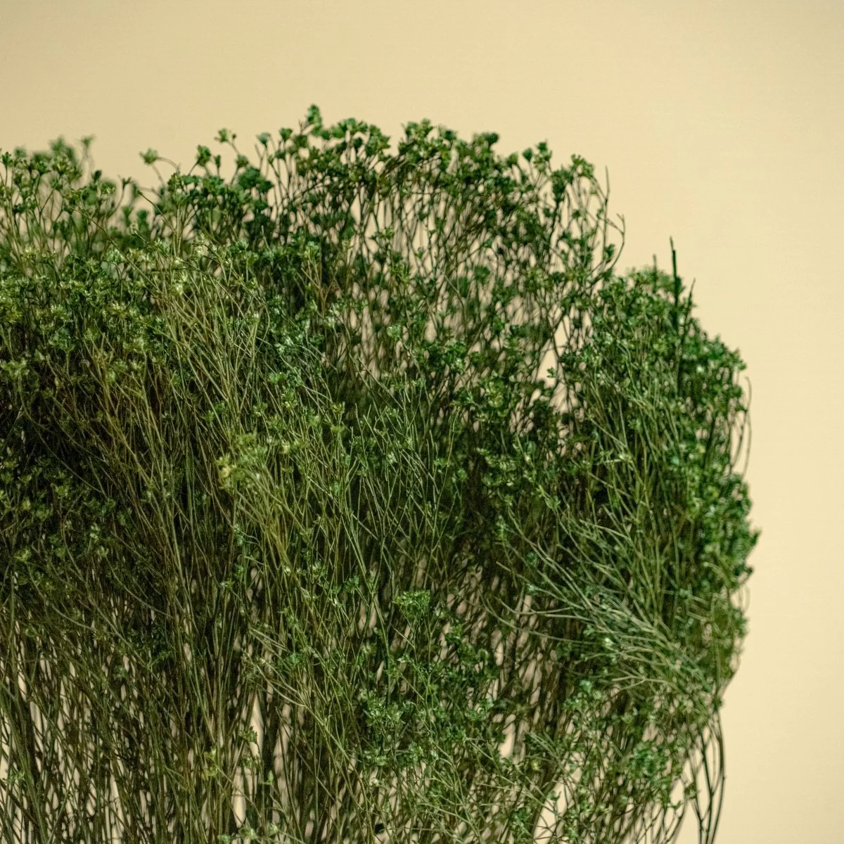 Broom Bloom - Green - Image 3