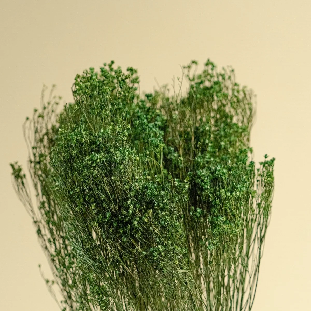 Broom Bloom - Green - Image 4