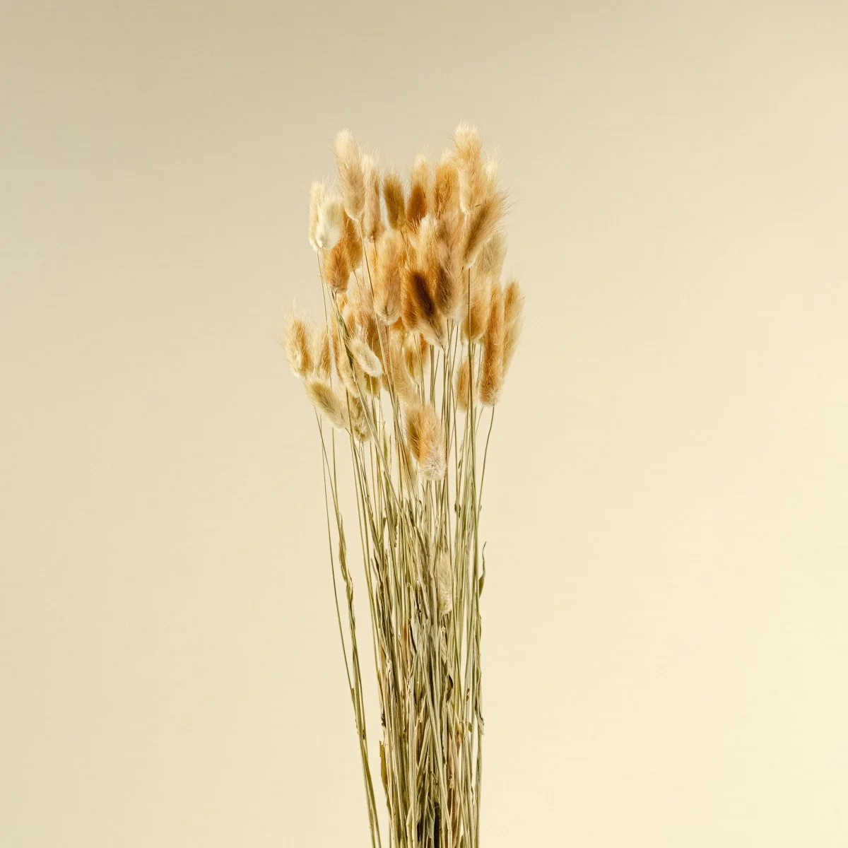 Bunny Tails - Brown - Image 3