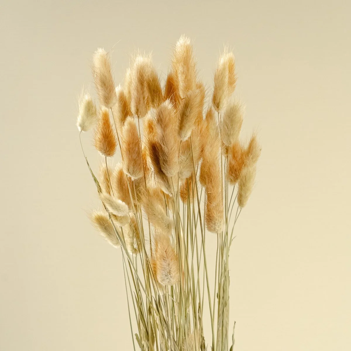 Bunny Tails - Brown - Image 4