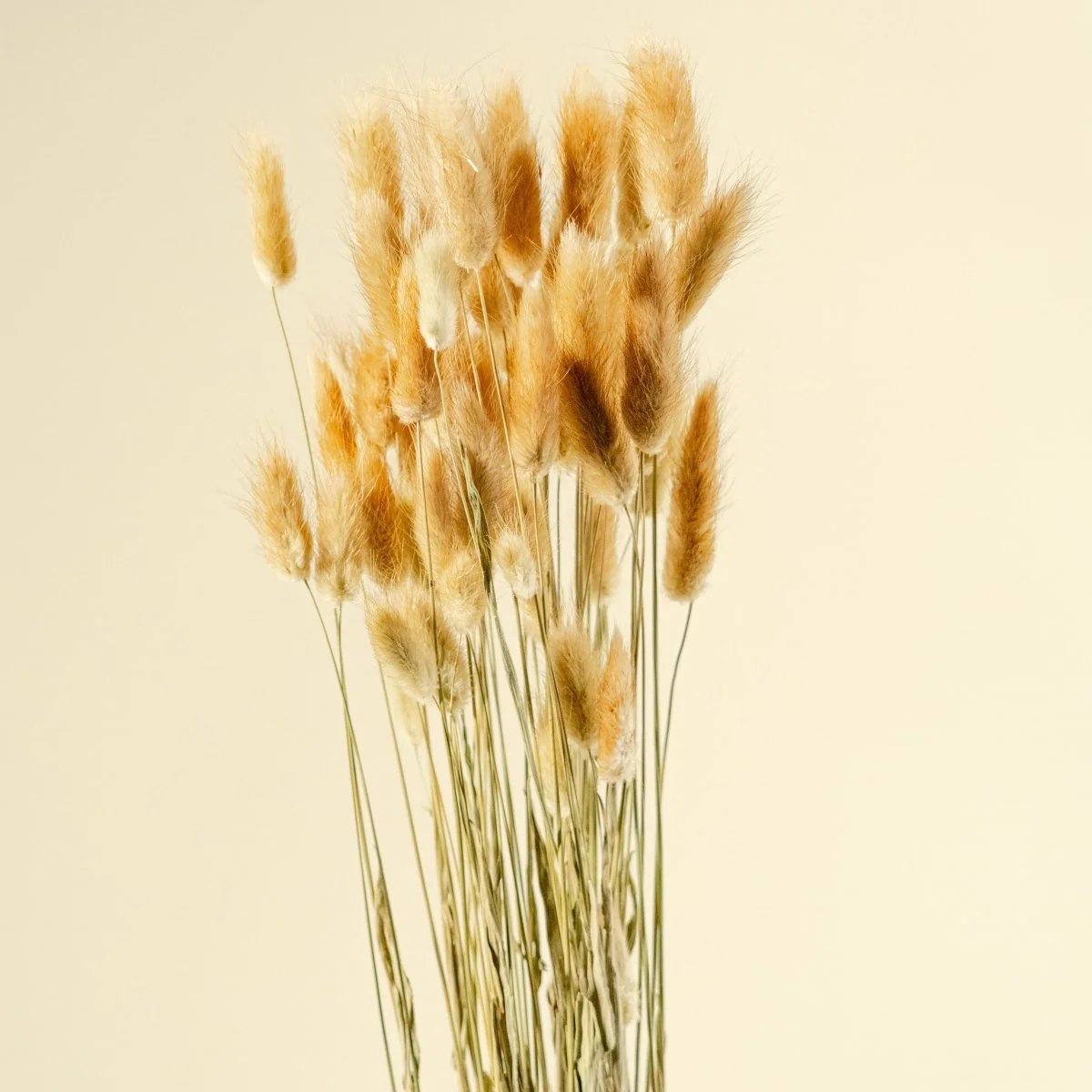 Bunny Tails - Brown - Image 5