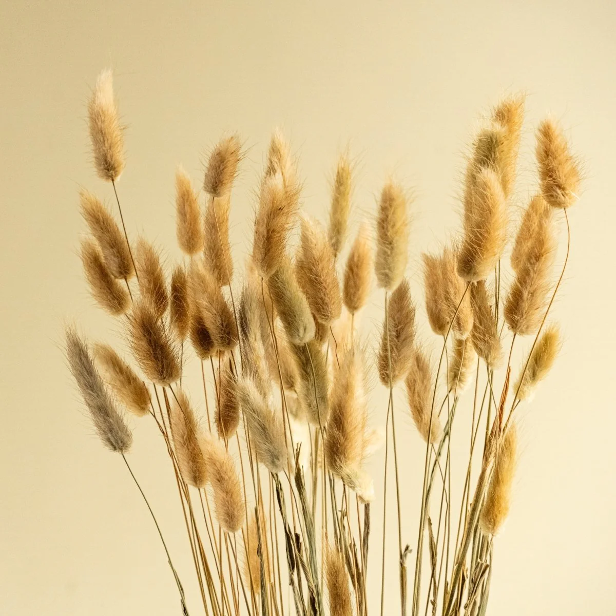 Bunny Tails (Natural) - Image 3