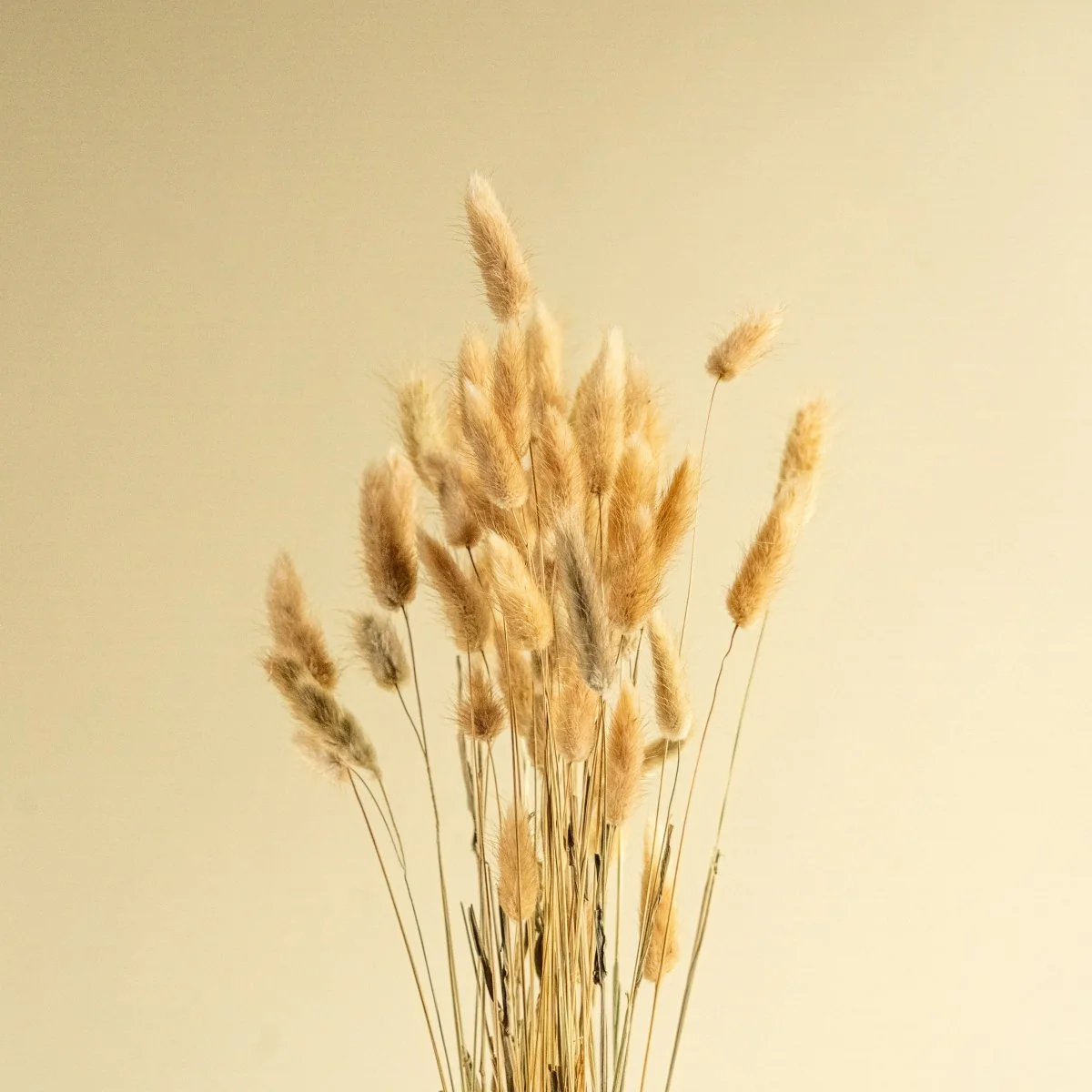 Bunny Tails (Natural) - Image 4
