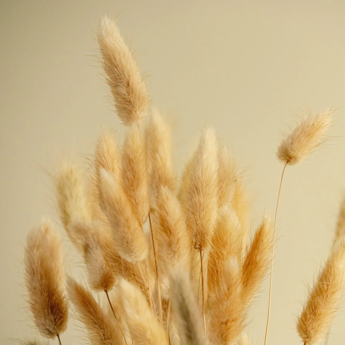 Bunny Tails (Natural) - Image 5
