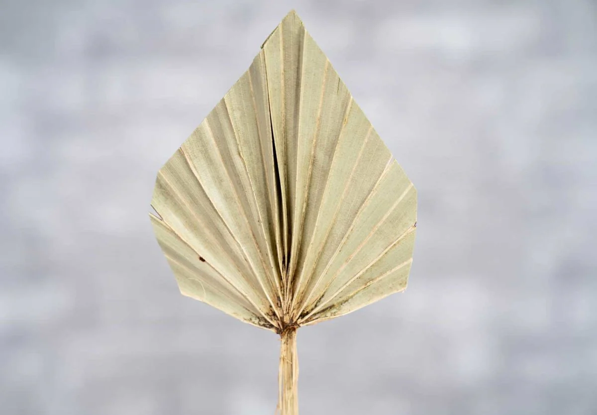 Palm Spear Mini - Image 2