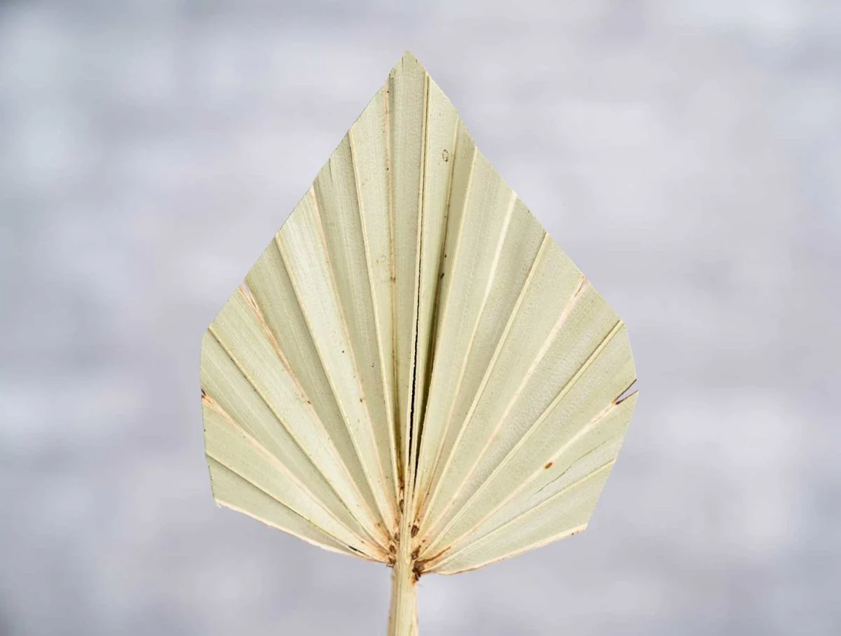 Palm Spear Mini - Image 3
