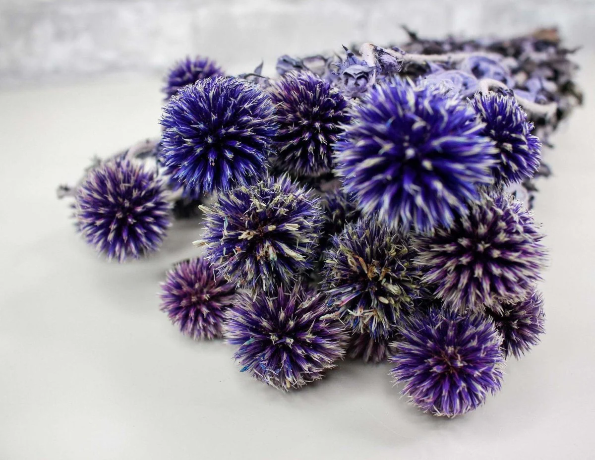 Preserved Echinops - Blue - Image 2