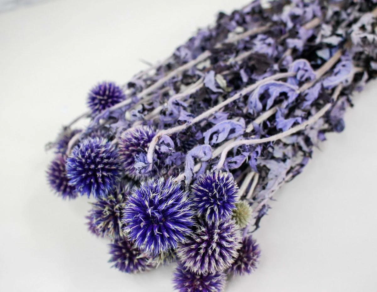 Preserved Echinops - Blue - Image 4