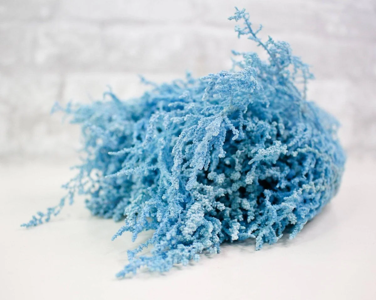 Stoebe - Baby Blue - Image 2