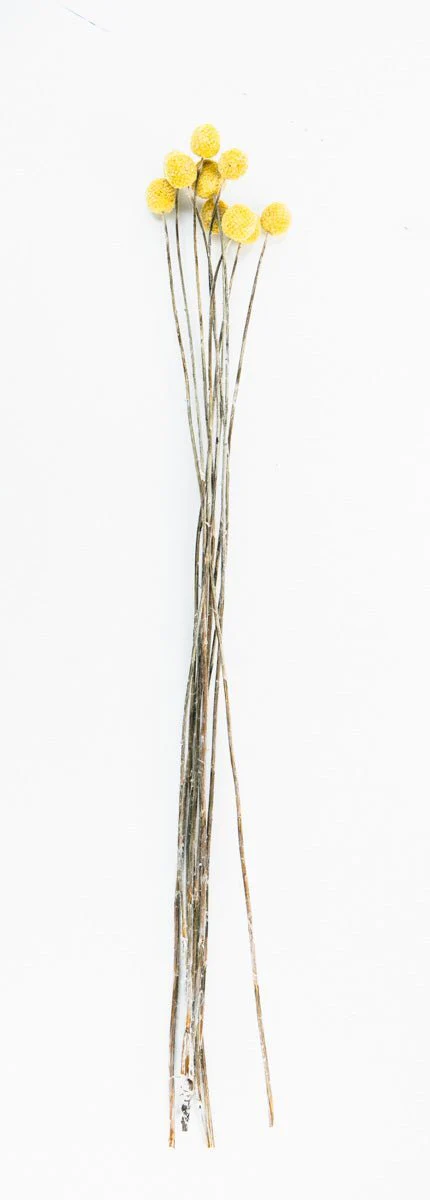Craspedia - Image 3