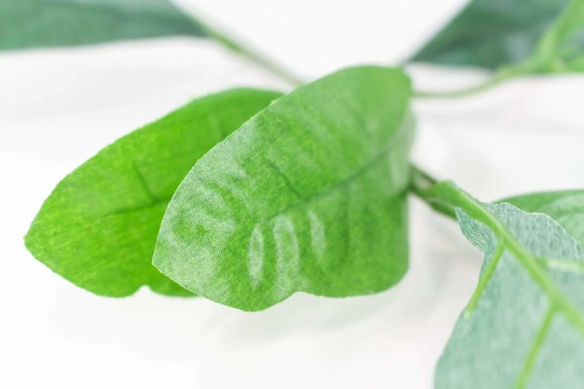 Croton Spray - Image 2