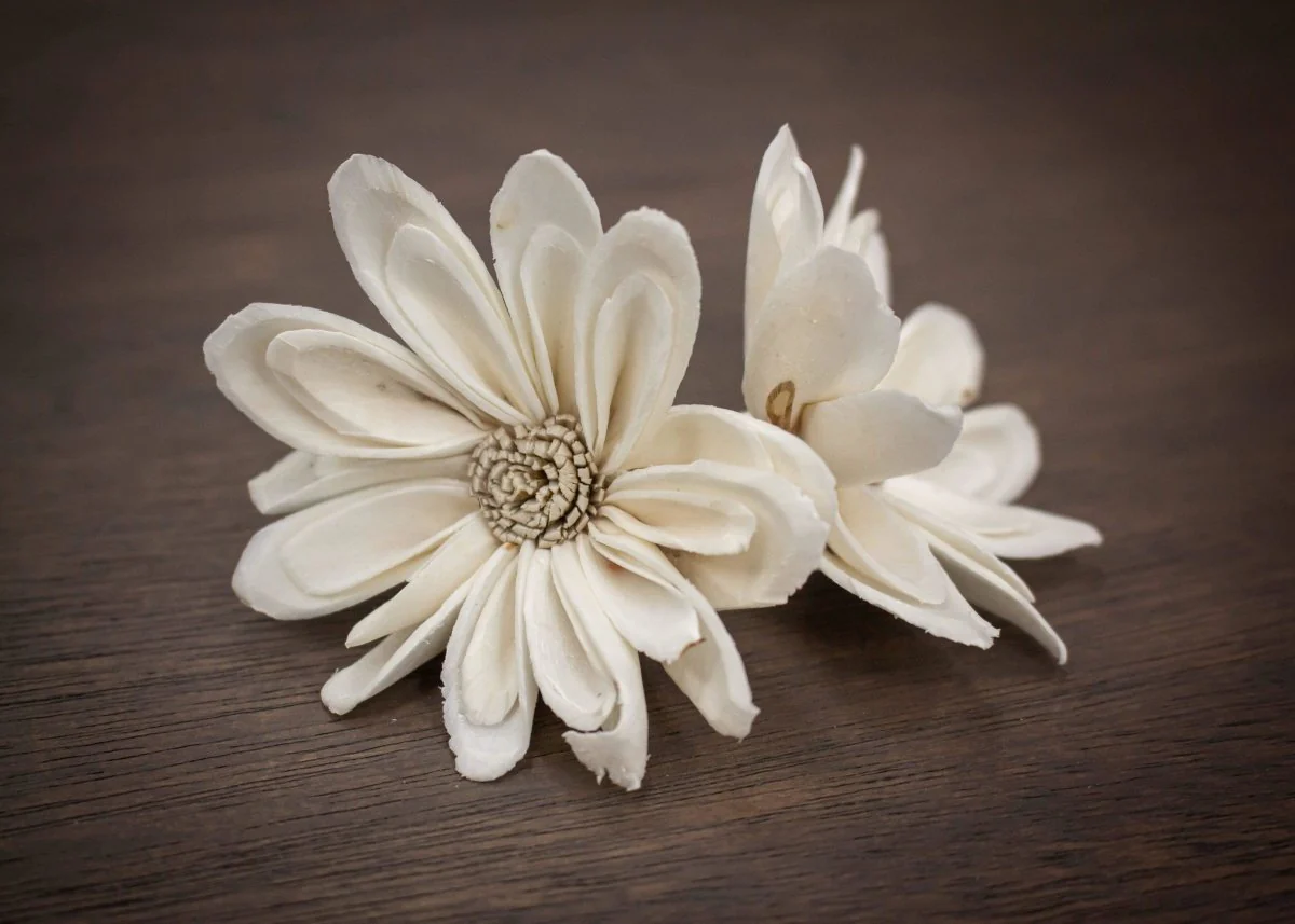 2" Daisy May (10 Pack) - Image 2