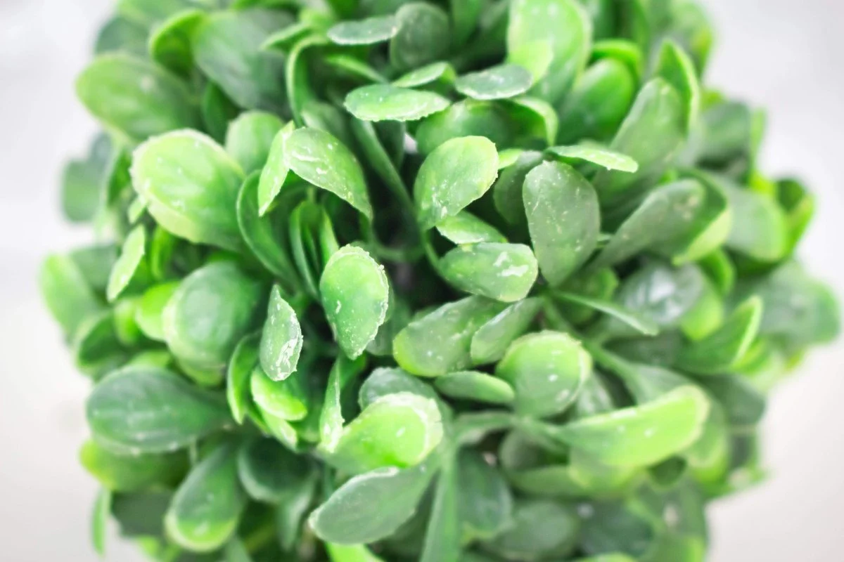 Round Boxwood Bush - Image 2