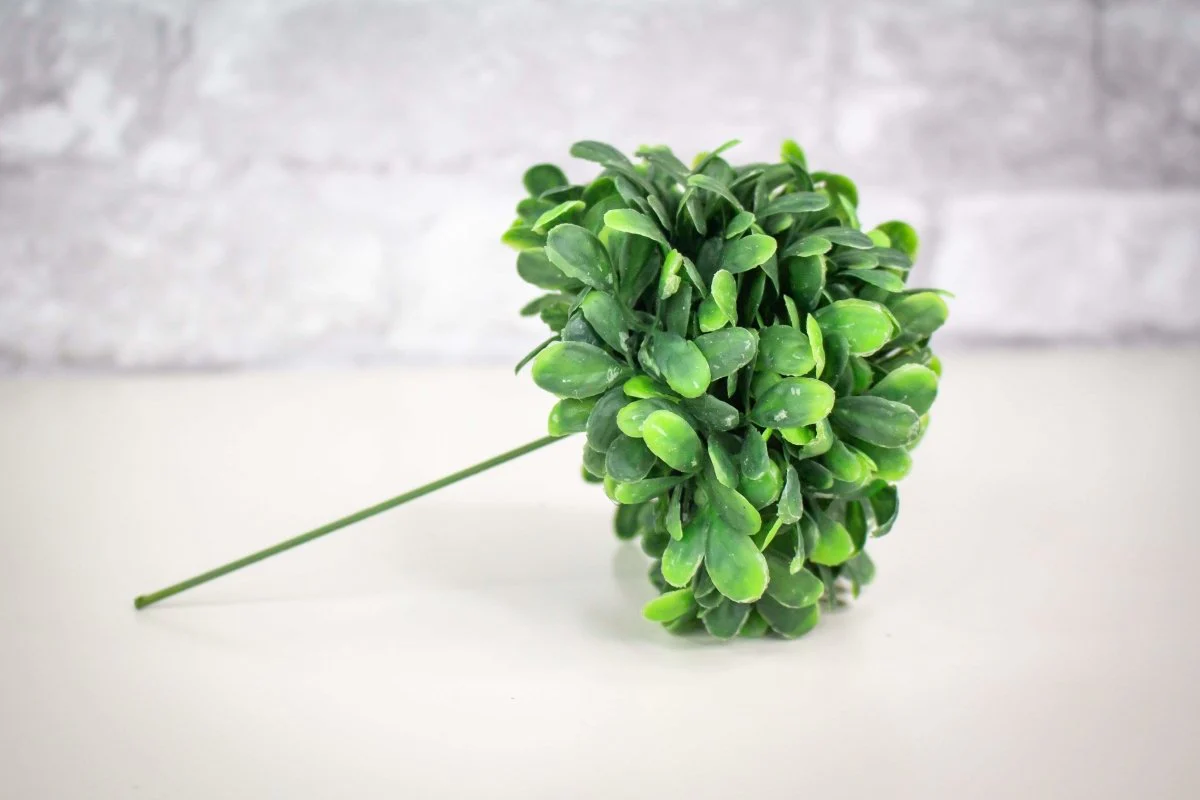 Round Boxwood Bush - Image 3