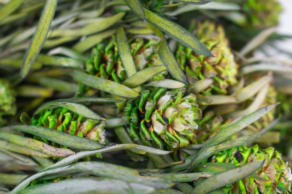 Salignum with Cones Bundle - Green - Image 2